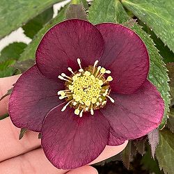 園芸ネット本店｜クリスマスローズ:野田園芸さんのクリスマスローズ の