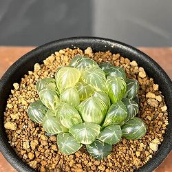 園芸ネット本店｜ハオルチア：レッドレンズオブツーサ錦2.5号鉢植え の