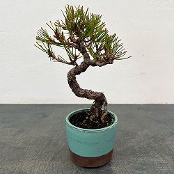 園芸ネット本店｜鉢花:創作盆栽・和の鉢物 の商品一覧 【公式】