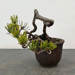 園芸ネット本店｜鉢花:創作盆栽・和の鉢物 の商品一覧 【公式】