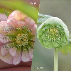 園芸ネット本店｜【お1人様1ポット】大和園さんのクリスマスローズ苗