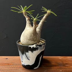 園芸ネット本店｜パキポディウム：グラキリス（発根済み株）3.5号（G11