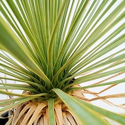 園芸ネット本店｜ユッカ：ロストラータ 8号23-02 の通販【公式】