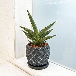 園芸ネット本店｜サンセベリア：サムライドワーフ 4.5号陶器鉢植え の