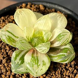 園芸ネット本店｜ハオルチア：ブルーレンズオブツーサ錦2.5号鉢植え の