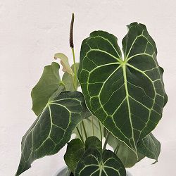 園芸ネット本店｜（わけあり特価）アンスリウム：ドラヤキ×クリスタ