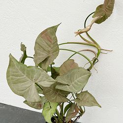 園芸ネット本店｜フィロデンドロン：ピンクプリンセス 4号ねこチップ