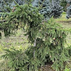 園芸ネット本店｜花木 庭木の苗:コニファー（針葉樹）マツ（松） の