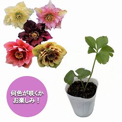 園芸ネット本店｜クリスマスローズ：ダブル系 花色ミックス2.5-3.5号