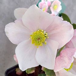 園芸ネット本店｜クリスマスローズ:原種系 の商品一覧 【公式】