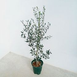 園芸ネット本店｜オリーブ：デルモロッコ 8号鉢植え の通販【公式】