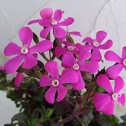 園芸ネット本店｜ムラサキハナナ（紫花菜）3号ポット4株セット の通販