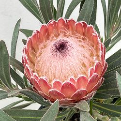 園芸ネット本店｜プロテア：オーストラリスピンク 7号鉢植え25-02 の