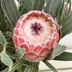 園芸ネット本店｜プロテア：スペシャルピンクアイス 8号鉢植え24-01 の