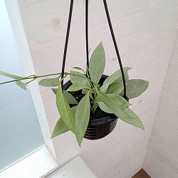 園芸ネット本店｜ホヤ：ラングサン スプラッシュ 4号吊り鉢 の通販【公式】