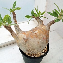 園芸ネット本店｜パキポディウム：グラキリス（発根済み・現地球） 4号