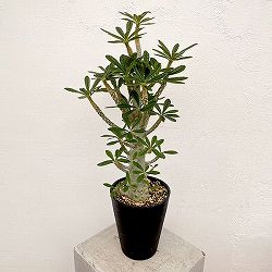 園芸ネット本店｜ドルステニア：ギガス（実生苗） 5号23-04 の通販【公式】