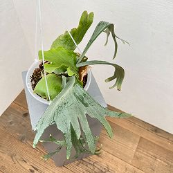 園芸ネット本店｜ビカクシダ：ミックススポア（willinckii Paul Webber