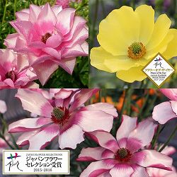 園芸ネット本店｜ラナンキュラス：ラックス リュキア3.5-4号ポット の