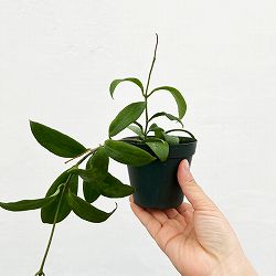 園芸ネット本店｜ホヤ：ラングサン スプラッシュ 3号ポット の通販【公式】