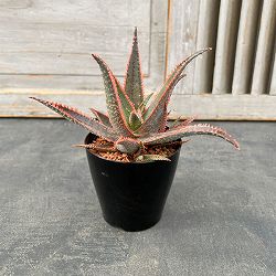 園芸ネット本店｜アロエ：ハイブリッドレッド系（NO.2） 3号 の通販