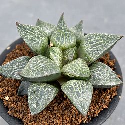 園芸ネット本店｜ハオルチア の商品一覧【公式】