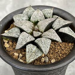 園芸ネット本店｜ハオルチア の商品一覧【公式】