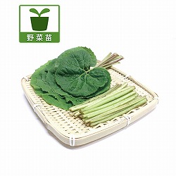 園芸ネット本店｜[26年3月中下旬予約]ワサビ：静岡のわさび苗4号ポット