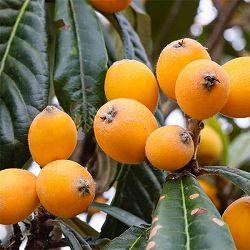 園芸ネット本店｜果樹の苗:ビワ（枇杷） の商品一覧 【公式】