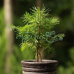 園芸ネット本店｜マツ（松）：黒松 寿（クロマツ コトブキ）6号硬質