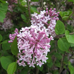 園芸ネット本店｜ライラック：プレジデントグレビー4-5号ポット の通販