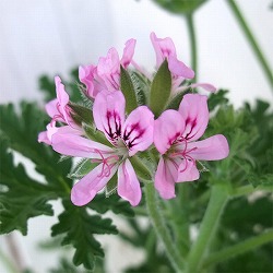 園芸ネット本店｜ニオイゼラニウム：オドラ3号ポット の通販【公式】