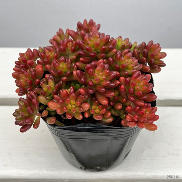 園芸ネット本店｜セダム：虹の玉3号ポット の通販【公式】