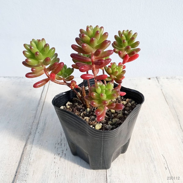 園芸ネット本店｜セダム：虹の玉3号ポット の通販【公式】