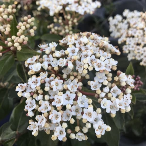 園芸ネット本店｜ビバーナム：ティヌス フレンチホワイト5号ポット の