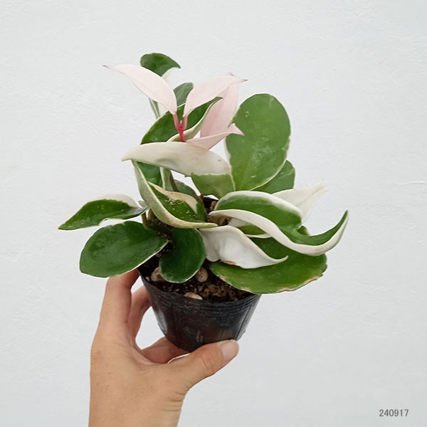 園芸ネット本店｜ホヤ カルノーサ：リップカラー3‐3.5号ポット苗 の