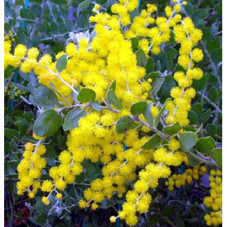 園芸ネット本店｜アカシア：パールアカシア6号鉢植え の通販【公式】