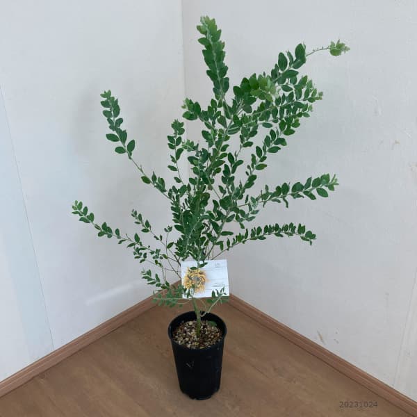 園芸ネット本店｜アカシア：パールアカシア6号鉢植え の通販【公式】