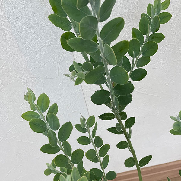 園芸ネット本店｜アカシア：パールアカシア6号鉢植え の通販【公式】