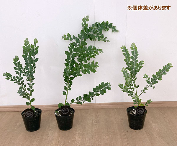 園芸ネット本店｜アカシア：パールアカシア 6号鉢植え の通販【公式】