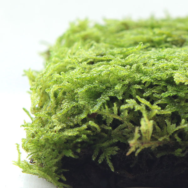 園芸ネット本店｜コケ（苔）：ハイゴケ（這苔）大パック入り（19.5