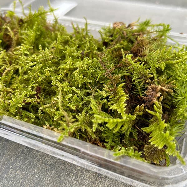 園芸ネット本店｜コケ（苔）：ハイゴケ（這苔）大パック入り（19.5