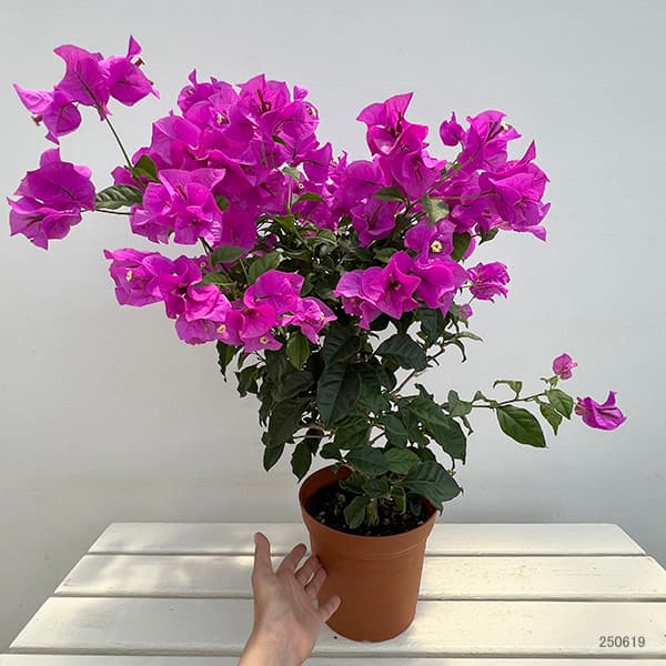 園芸ネット本店｜ブーゲンビレア：濃桃大輪花6号鉢入り の通販【公式】