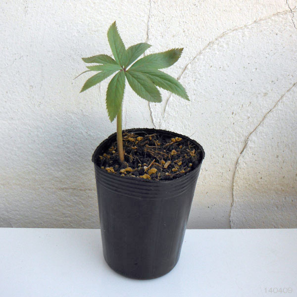 園芸ネット本店｜クリスマスローズ（原種系）：チベタヌス3号ロング