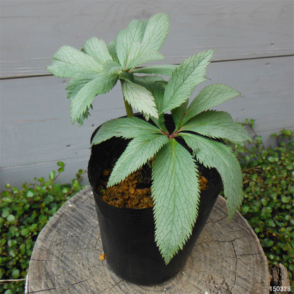 園芸ネット本店｜クリスマスローズ（原種系）：チベタヌス3号ロング