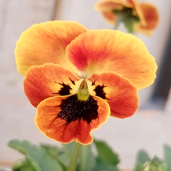 園芸ネット本店｜見元園芸さんのビオラ：金のコアラ3-3.5号ポット2株