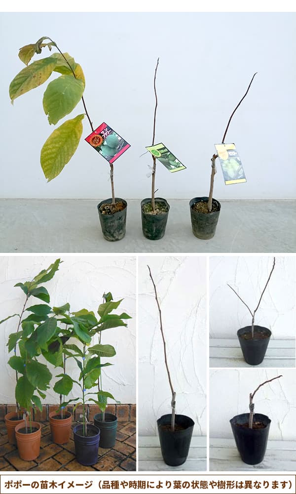 園芸ネット本店｜ポポー：マンゴー（接木苗）3.5～4号ポット の通販