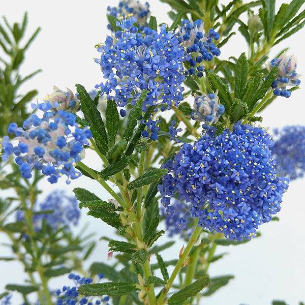 園芸ネット本店｜セアノサス：パシフィックブルー4号ポット の通販【公式】