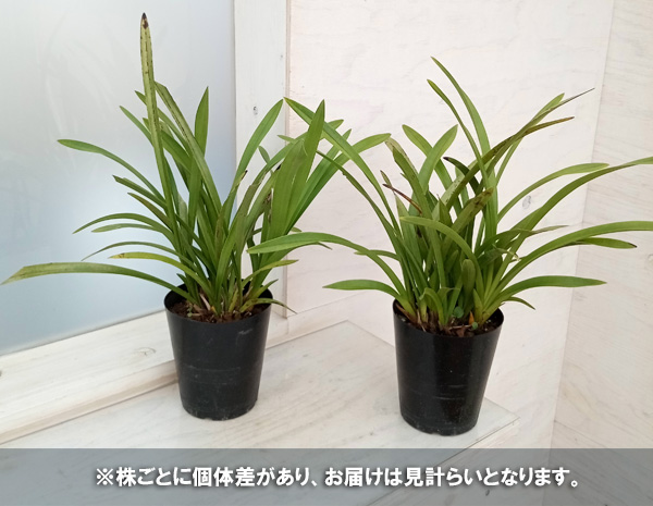 園芸ネット本店｜シンビジューム：金稜辺（キンリョウヘン）花芽付き4