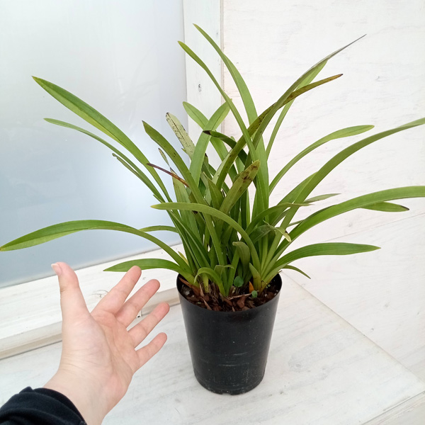 園芸ネット本店｜シンビジューム：金稜辺（キンリョウヘン）花芽付き4